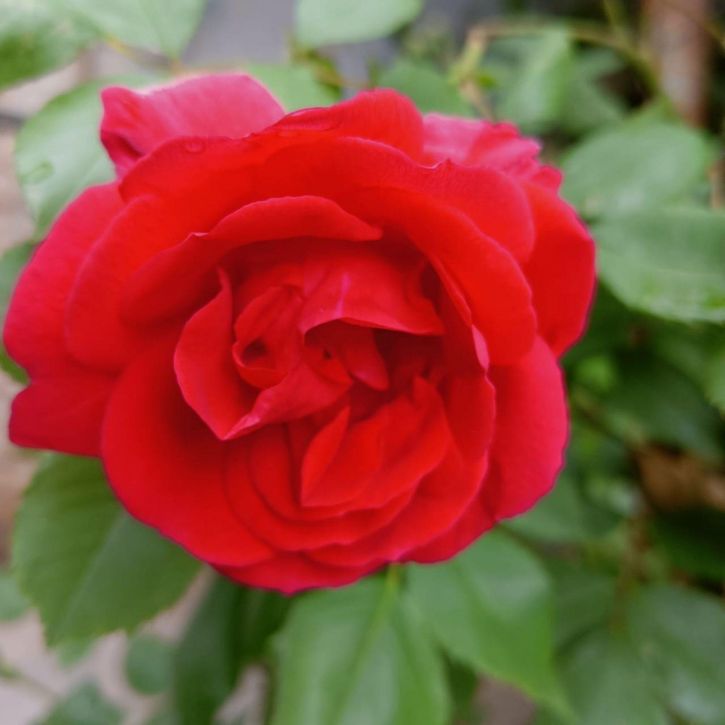 Коттедж/дом Безжонова ул